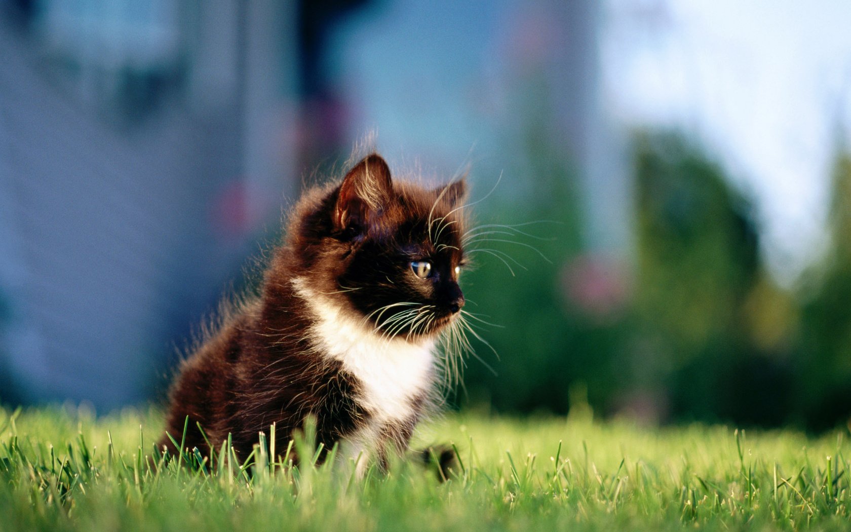 Обои трава, кошка, котенок, пушистый, чёрно-белый, grass, cat, kitty, fluffy, black and white разрешение 1920x1200 Загрузить