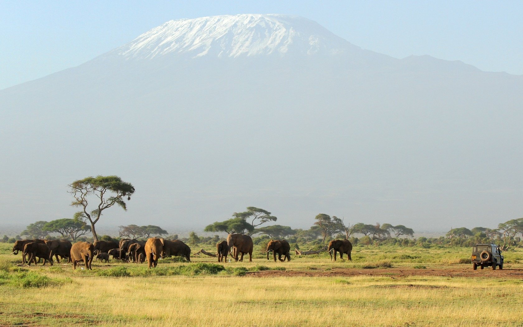 Обои деревья, горы, животные, африка, слоны, саванна, голубое небо, trees, mountains, animals, africa, elephants, savannah, blue sky разрешение 2560x1600 Загрузить