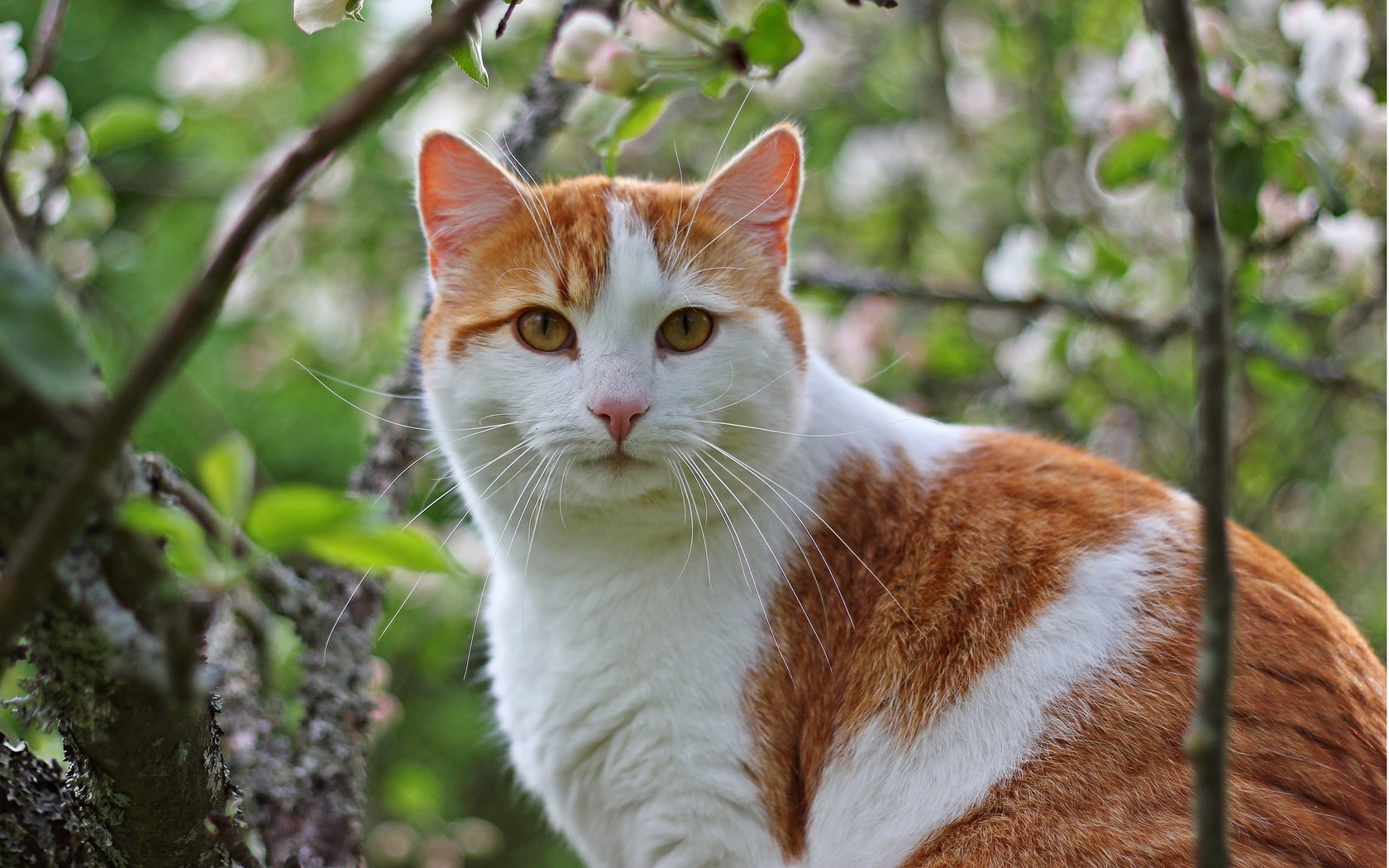 Обои дерево, кот, ветки, кошка, сидит, бело- рыжий, tree, cat, branches, sitting, white - red разрешение 2560x1600 Загрузить