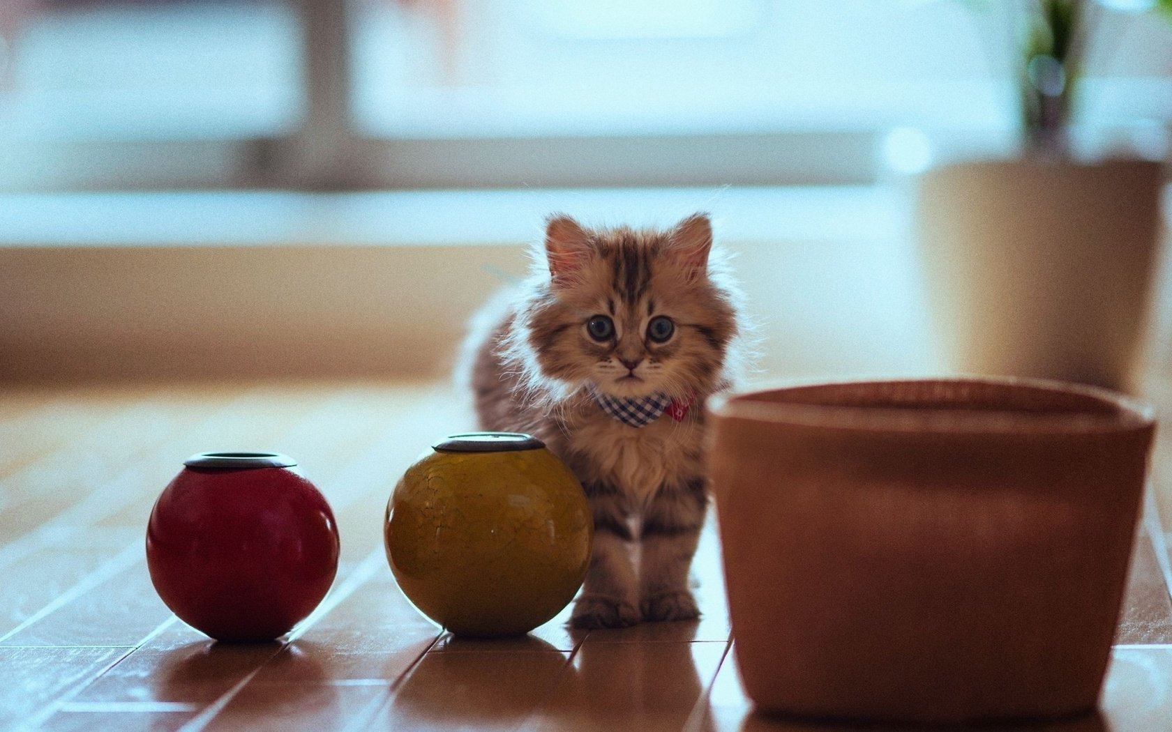 Обои кошка, горшки, котенок, пушистый, паркет, cat, pots, kitty, fluffy, flooring разрешение 2880x1800 Загрузить