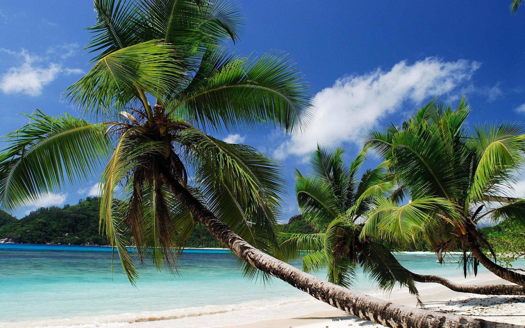 Обои пляж, пальмы, тропики, beach, palm trees, tropics разрешение 3872x2592 Загрузить