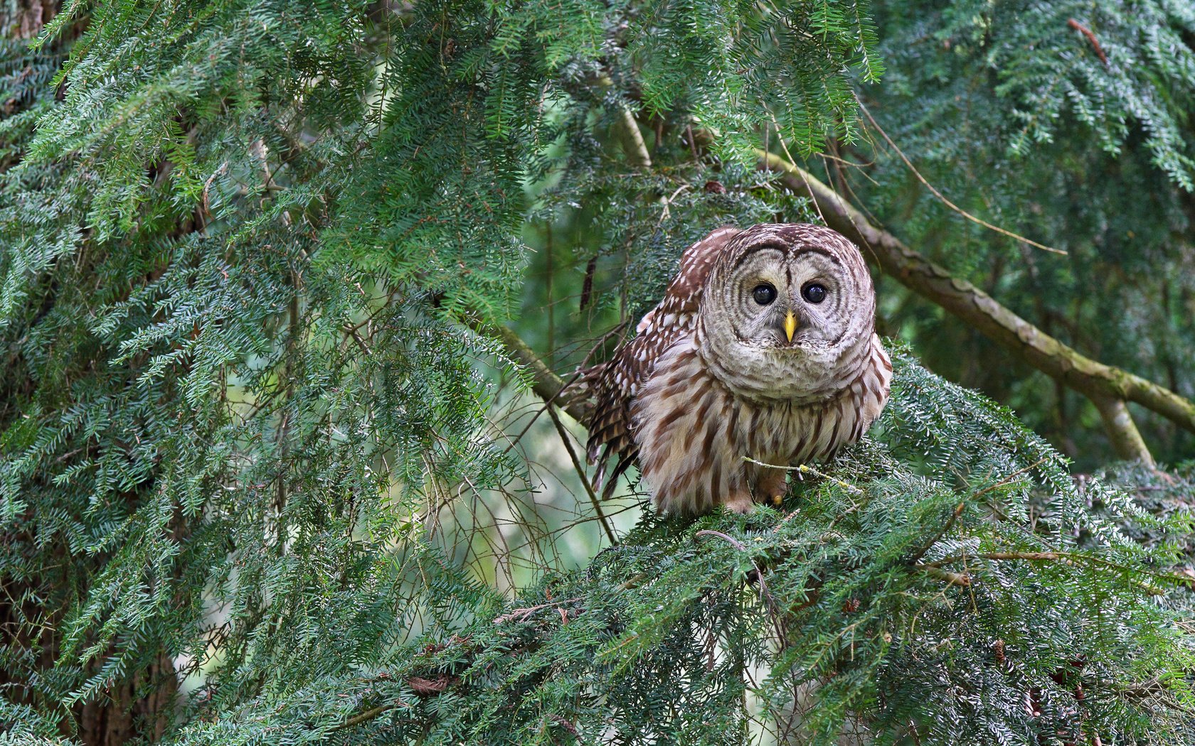 Обои сова, лес, хвоя, ветки, птица, пестрая неясыть, owl, forest, needles, branches, bird, a barred owl разрешение 2048x1365 Загрузить