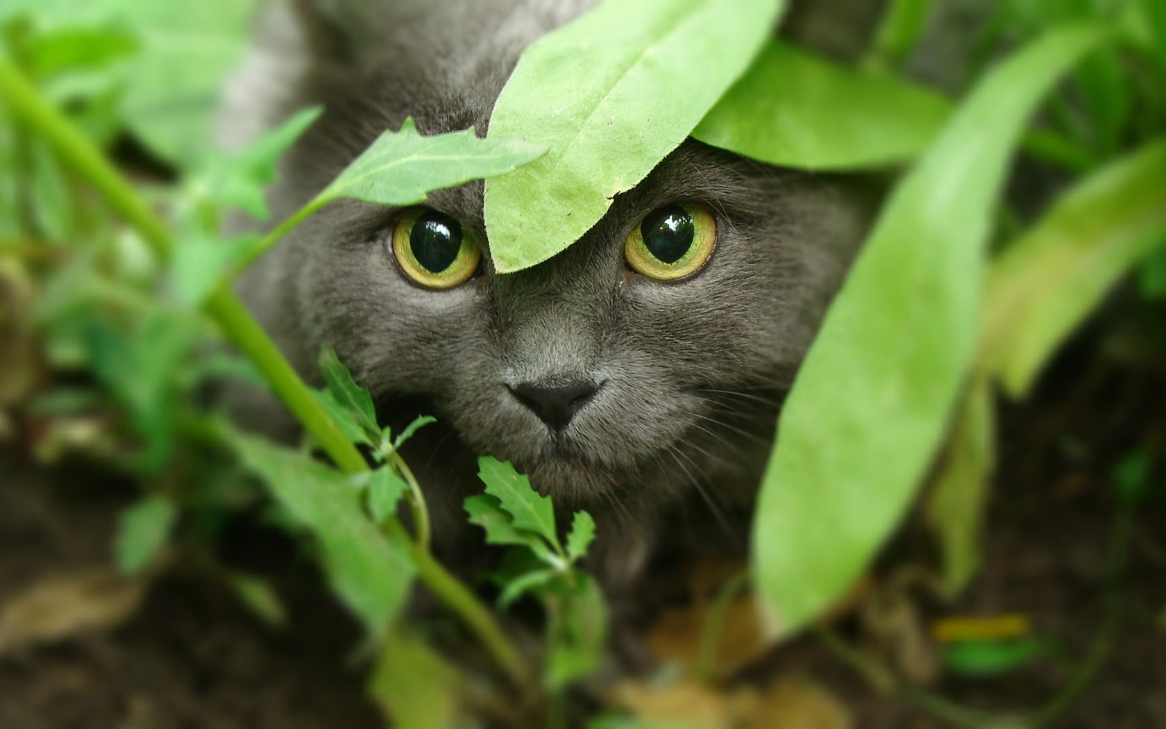 Обои морда, трава, кот, кошка, взгляд, охота, желтые глаза, face, grass, cat, look, hunting, yellow eyes разрешение 1920x1080 Загрузить