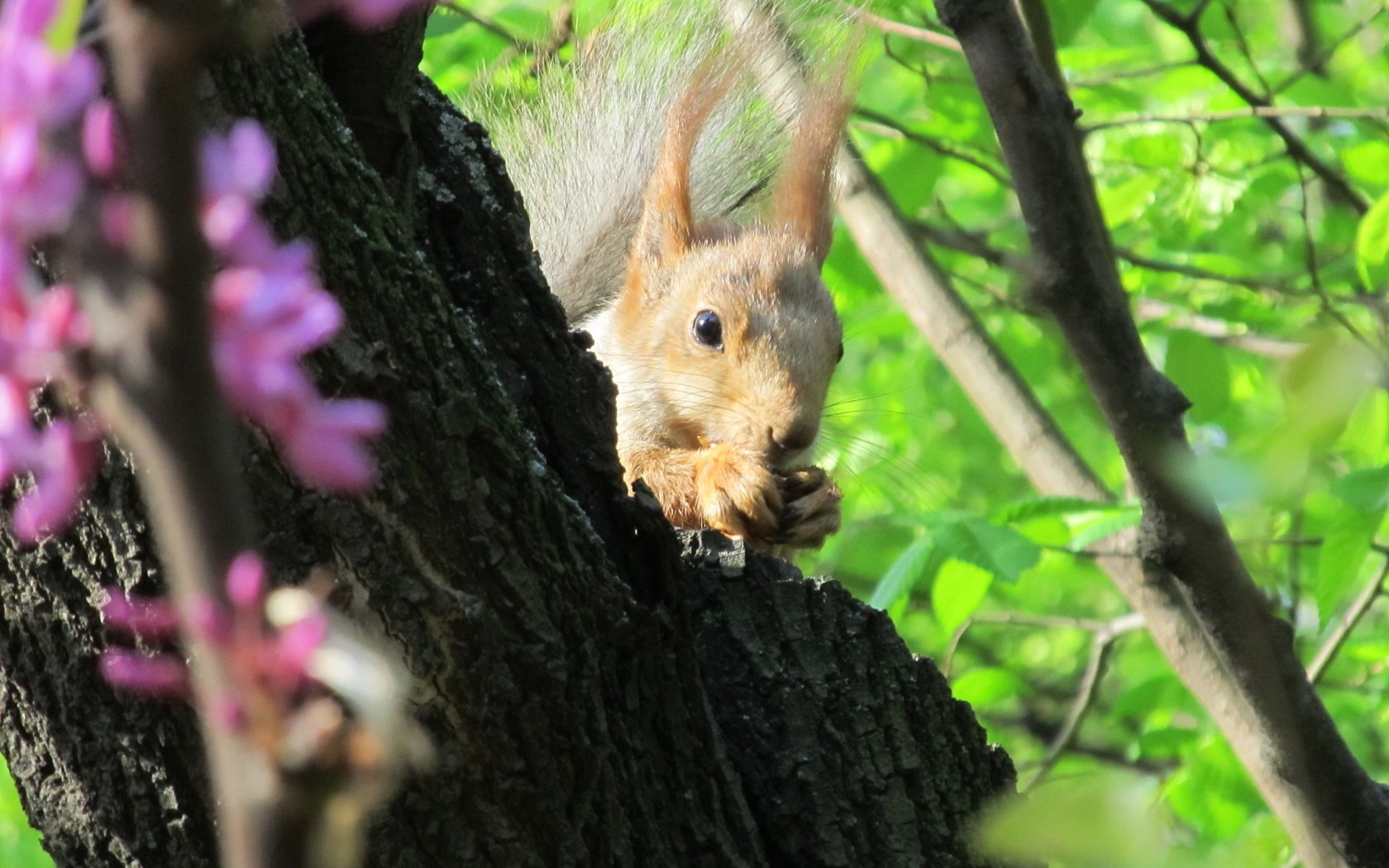 Обои природа, дерево, животные, листва, ушки, белка, nature, tree, animals, foliage, ears, protein разрешение 4000x3000 Загрузить