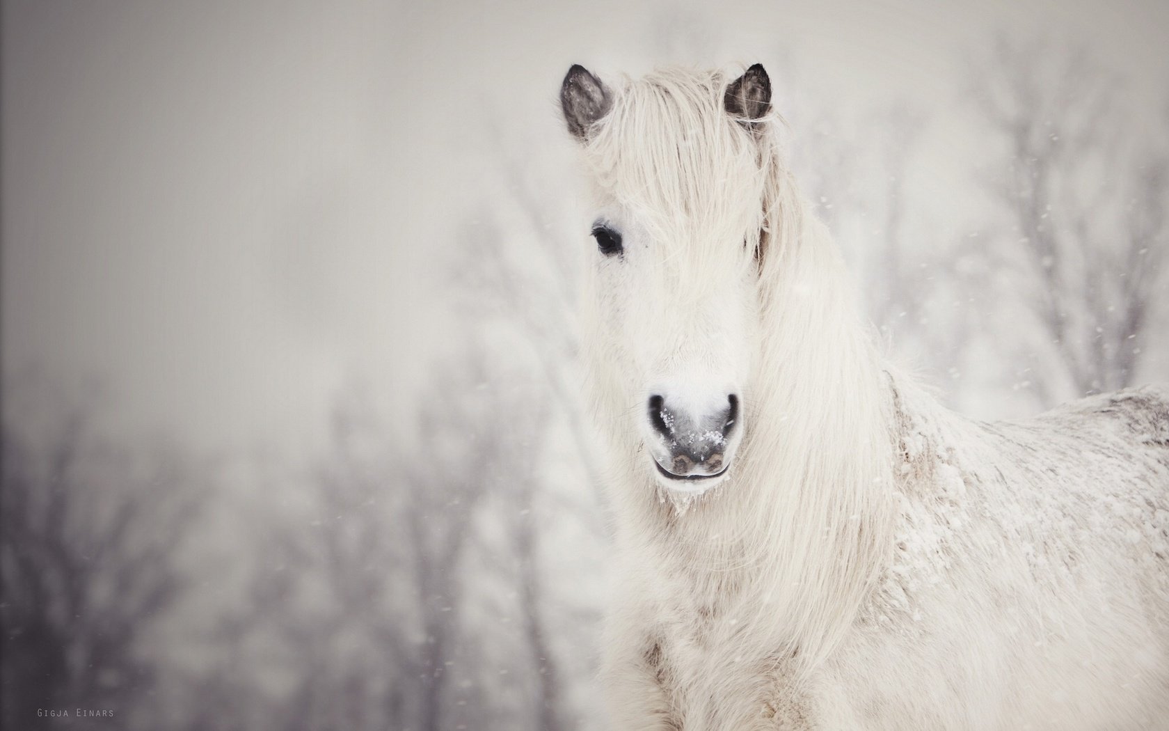 Обои лошадь, снег, зима, конь, грива, белая, horse, snow, winter, mane, white разрешение 1920x1238 Загрузить