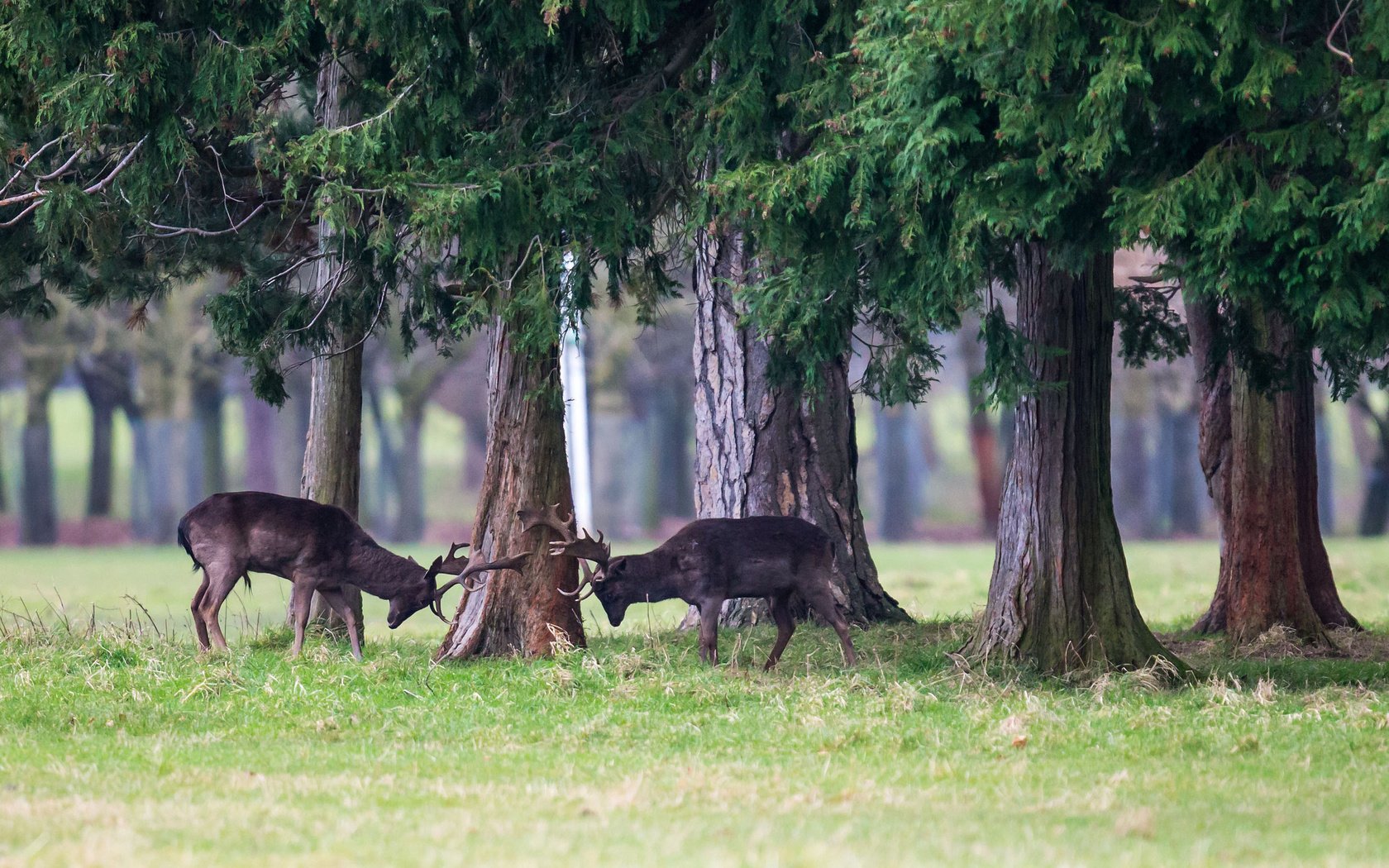 Обои трава, деревья, лес, животные, борьба, игра, рога, олени, grass, trees, forest, animals, fight, the game, horns, deer разрешение 2048x1365 Загрузить