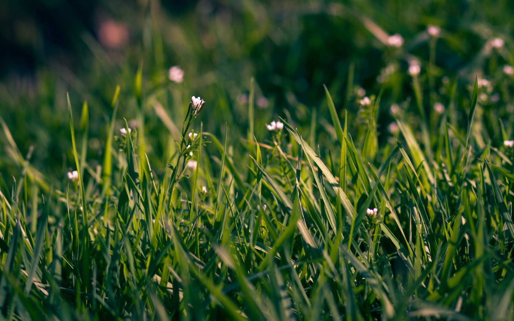 Обои цветы, трава, макро, поле, весна, flowers, grass, macro, field, spring разрешение 2560x1600 Загрузить