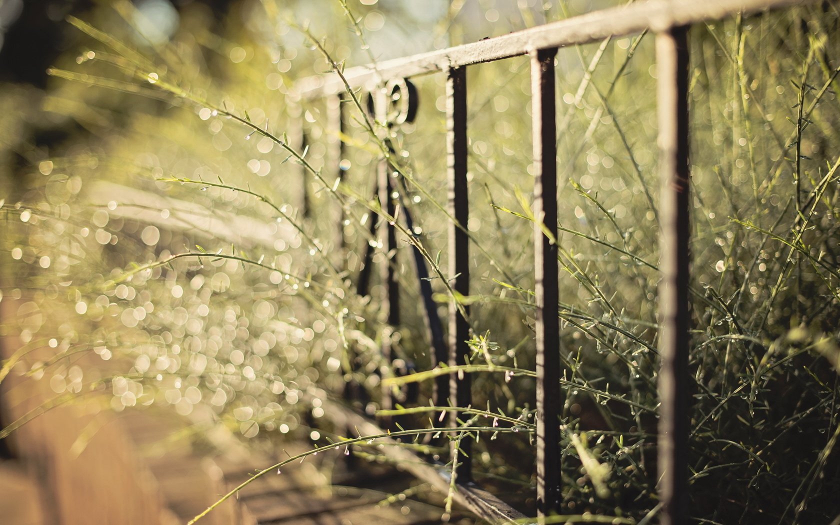 Обои трава, макро, забор, блики, стебли, растение, grass, macro, the fence, glare, stems, plant разрешение 2560x1600 Загрузить