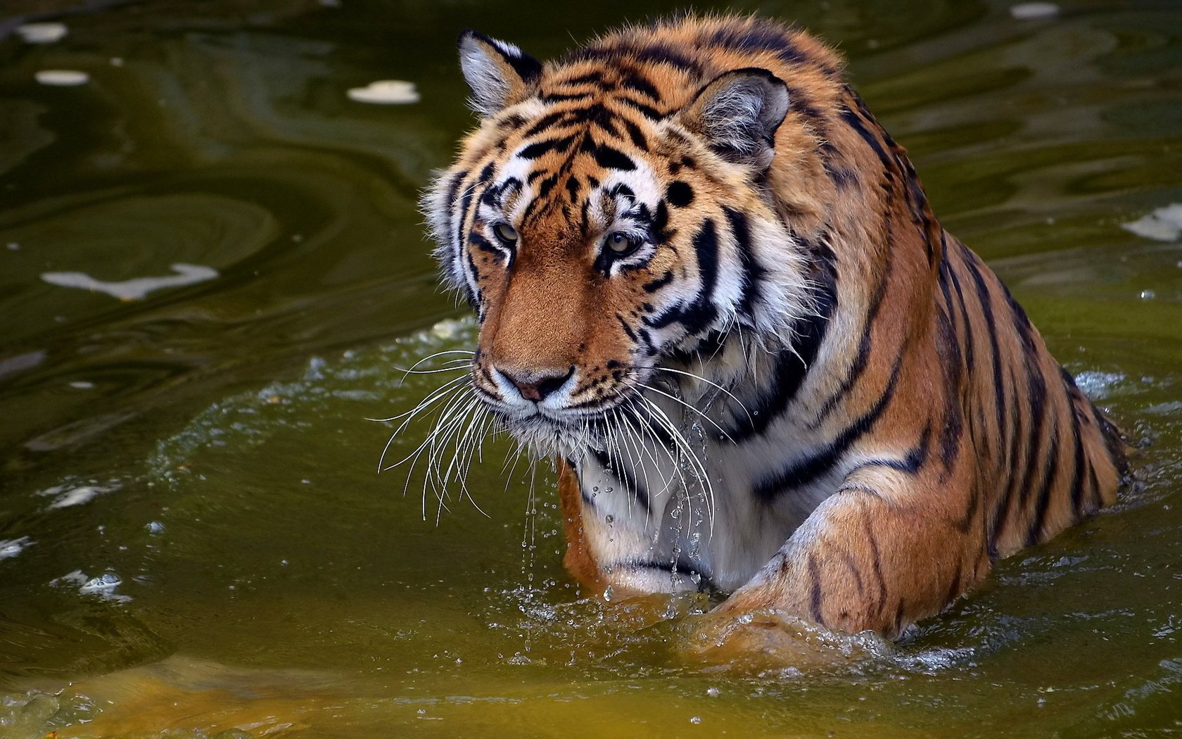 Обои тигр, вода, хищник, купание, дикая кошка, tiger, water, predator, bathing, wild cat разрешение 1920x1200 Загрузить