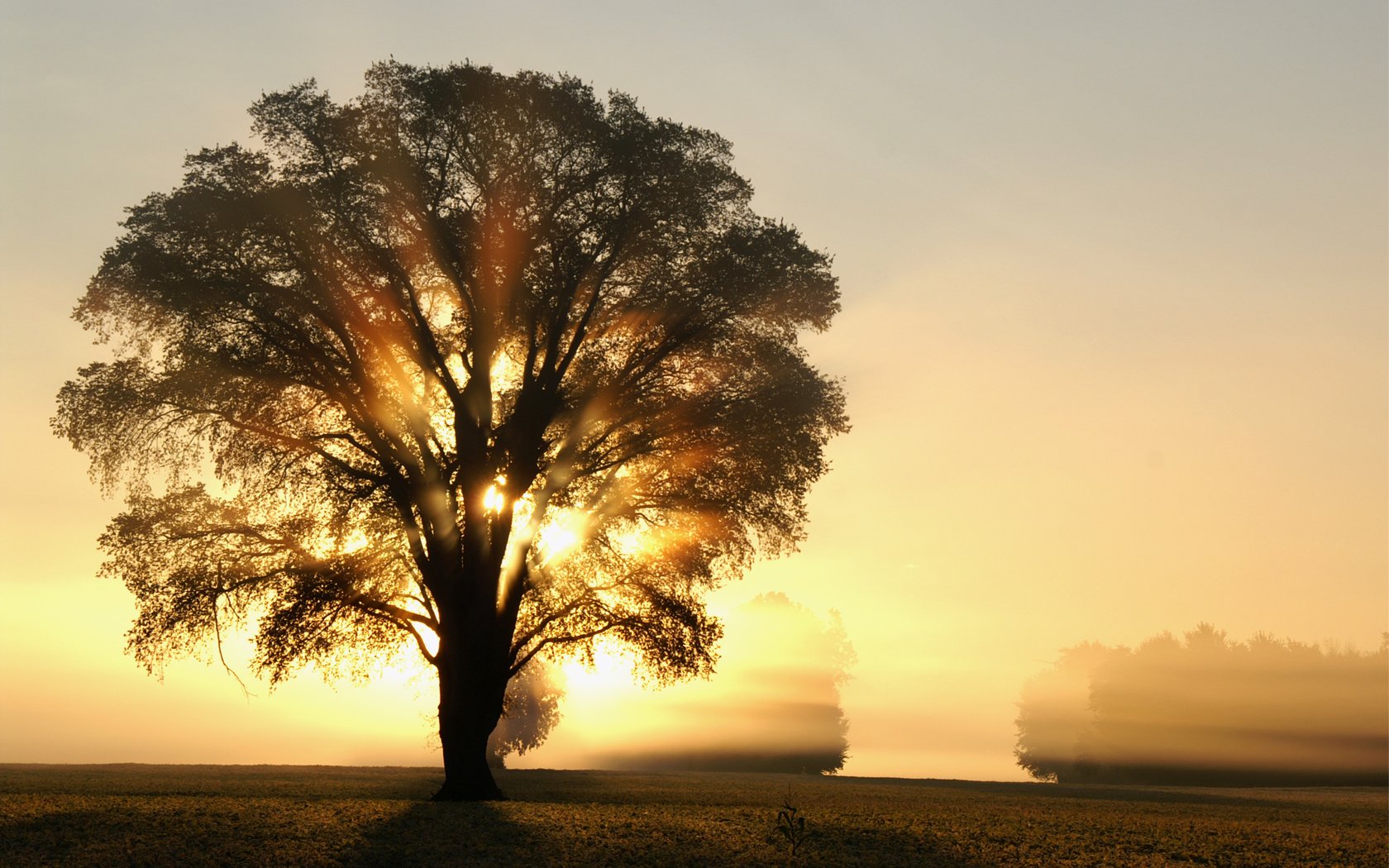 Обои свет, деревья, солнце, дерево, лучи, утро, поле, рассвет, light, trees, the sun, tree, rays, morning, field, dawn разрешение 3008x2000 Загрузить