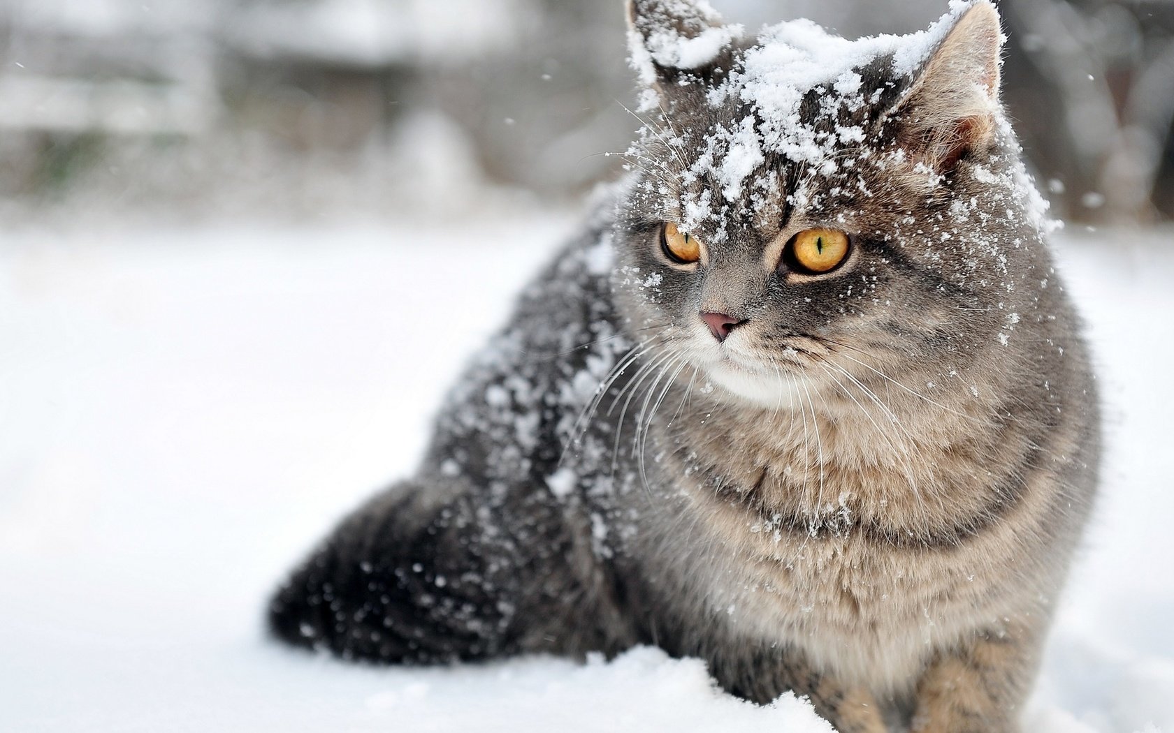 Обои снег, зима, кот, кошка, полосатик, snow, winter, cat, pinstripes разрешение 1920x1080 Загрузить