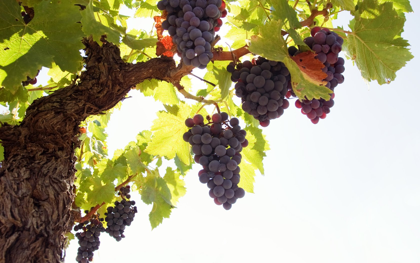 Обои листья, синий, виноград, ягоды, виноградная лоза, грозди, leaves, blue, grapes, berries, vine, bunches разрешение 2560x1600 Загрузить