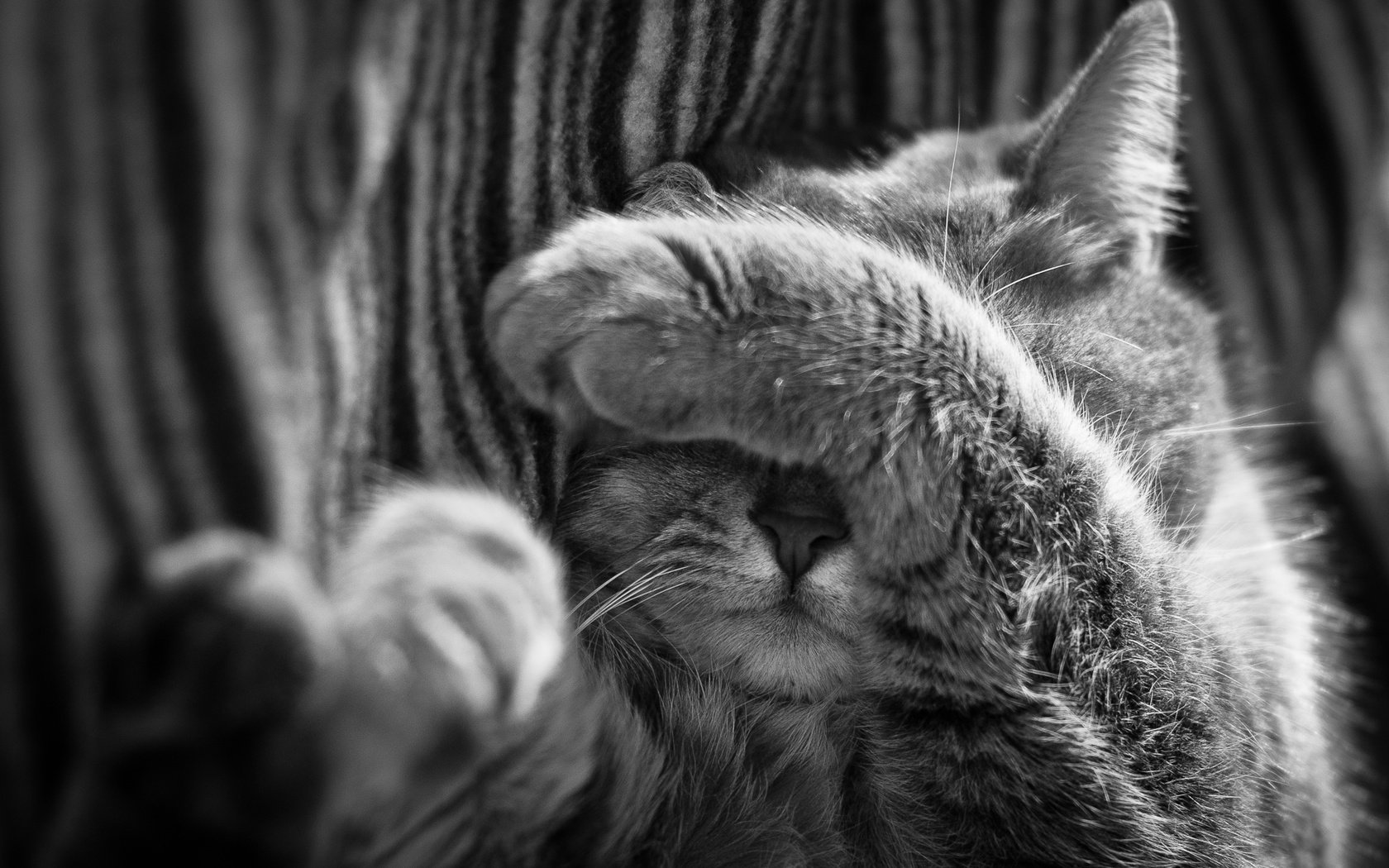 Обои кот, кошка, чёрно-белое, спит, нос, лапка, cat, black and white, sleeping, nose, foot разрешение 1920x1275 Загрузить