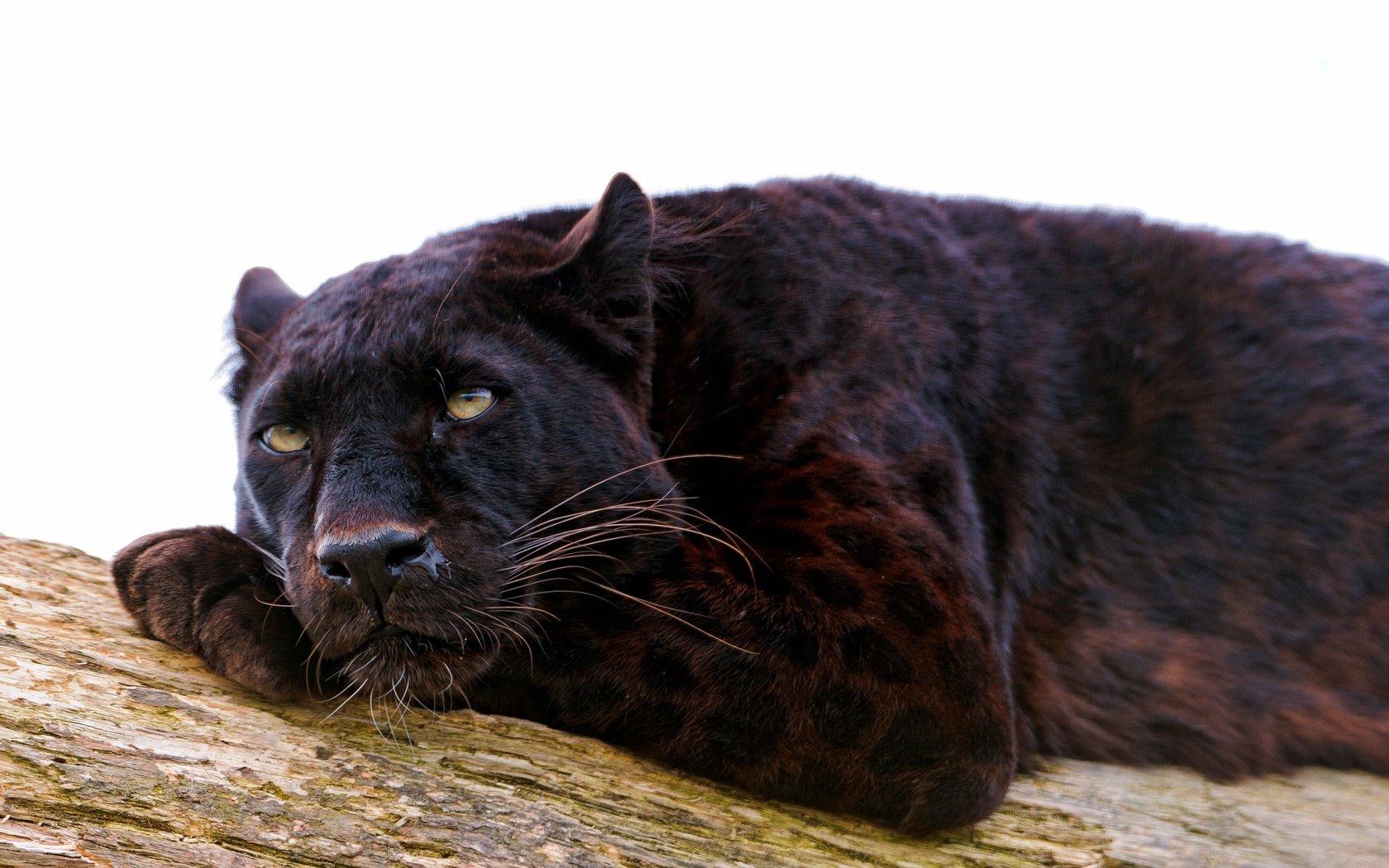 Обои лежит, хищник, пантера, черный леопард, дикая кошка, lies, predator, panther, black leopard, wild cat разрешение 2560x1600 Загрузить