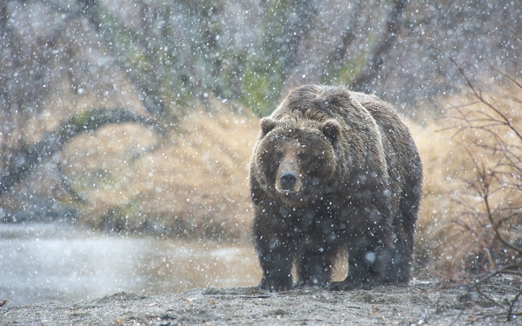 Обои река, природа, лес, медведь, камчатка, русский медведь, river, nature, forest, bear, kamchatka, russian bear разрешение 1920x1278 Загрузить