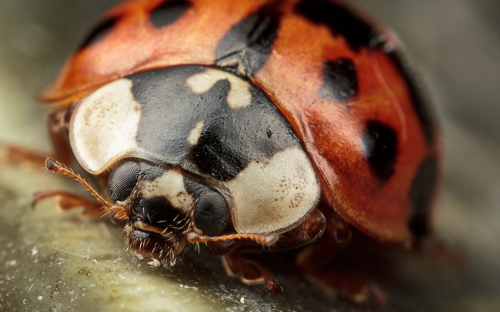 Обои жук, макро, насекомые, божья коровка, крупным планом, beetle, macro, insects, ladybug, closeup разрешение 1920x1200 Загрузить