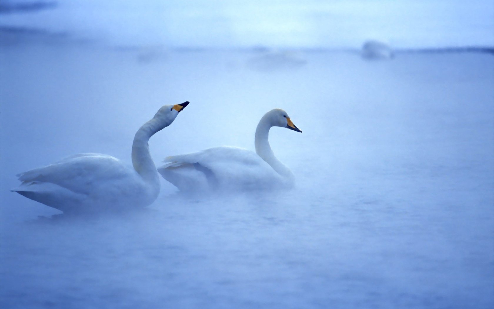 Обои вода, туман, птицы, белые, лебеди, прекрасные, плавают, water, fog, birds, white, swans, beautiful, swim разрешение 2560x1600 Загрузить