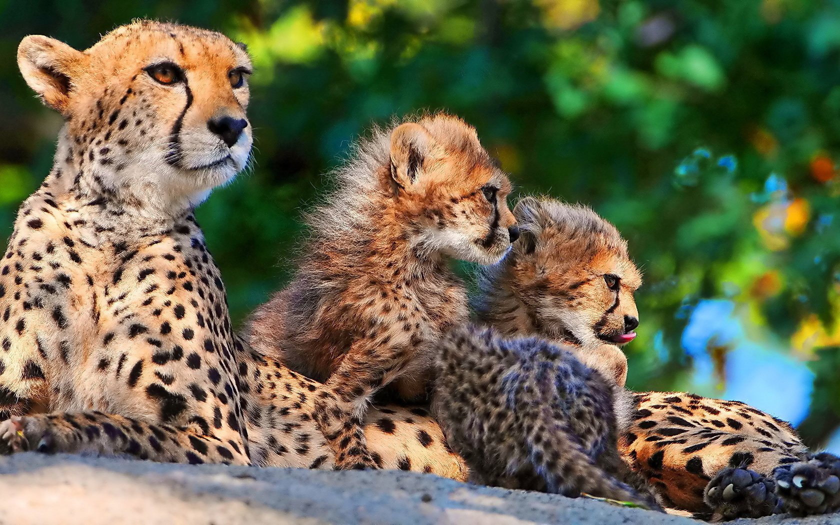 Обои хищник, семья, котята, гепард, гепарды, мать, predator, family, kittens, cheetah, cheetahs, mother разрешение 1920x1157 Загрузить