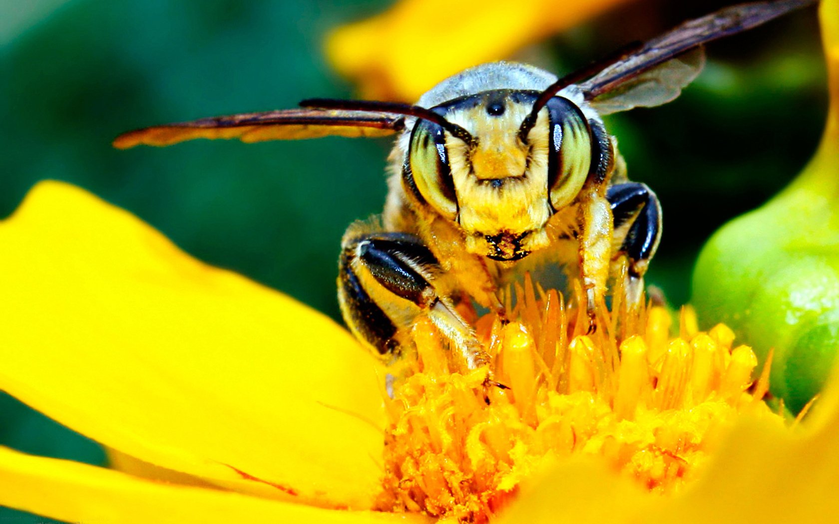 Обои желтый, цветок, насекомые, пчела, нектар, мед.цветок, yellow, flower, insects, bee, nectar, med.flower разрешение 1920x1200 Загрузить