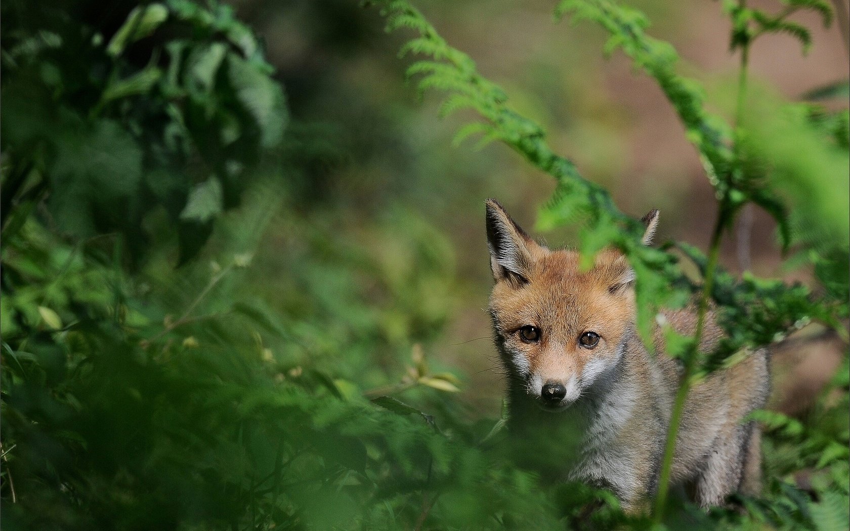 Обои трава, природа, мордочка, взгляд, лиса, лисенок, grass, nature, muzzle, look, fox разрешение 1920x1330 Загрузить