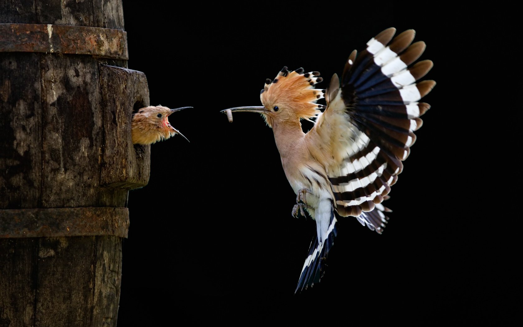 Обои птенец, полет, птицы, удод, sony world photography awards, chick, flight, birds, hoopoe разрешение 3264x2176 Загрузить