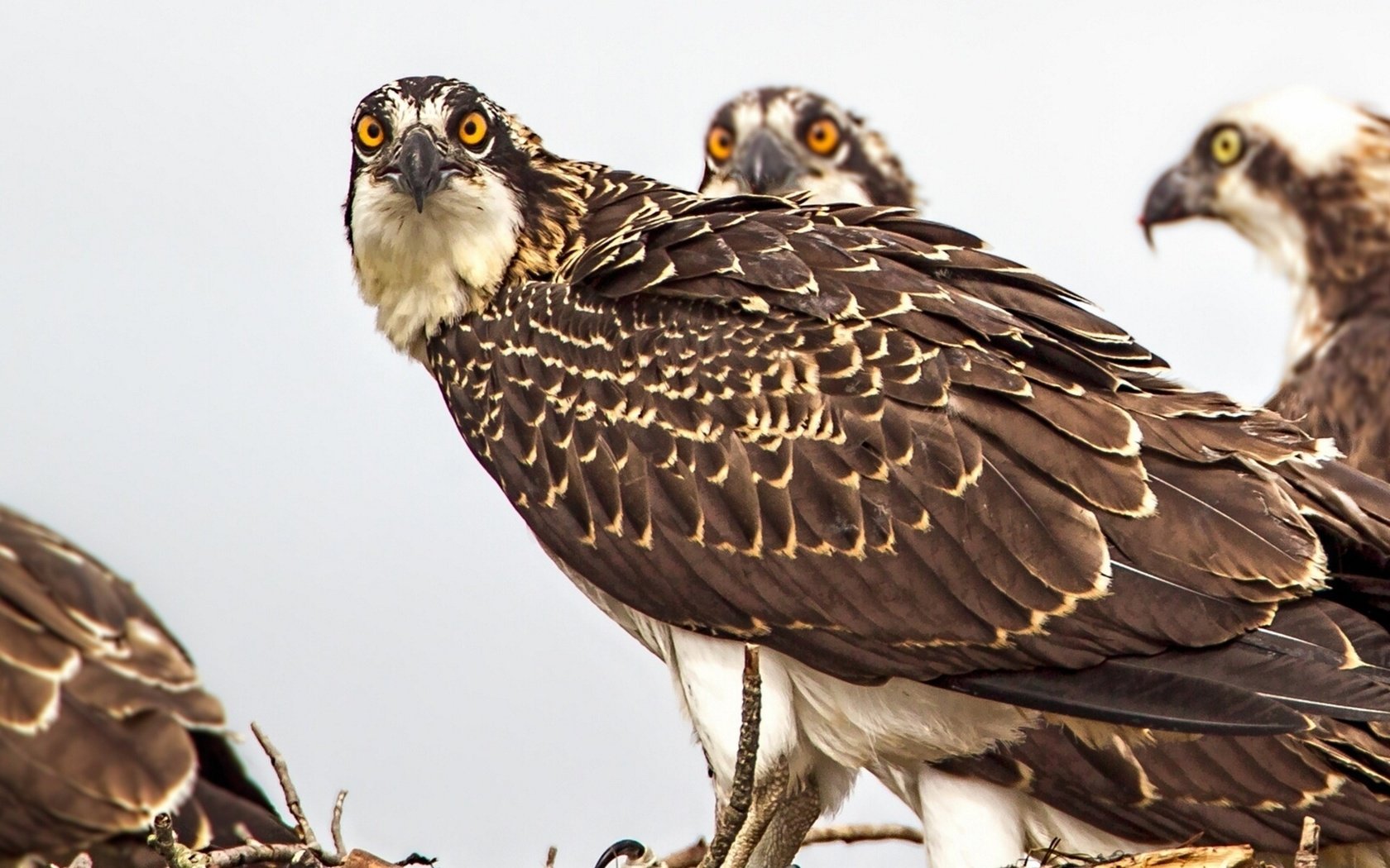 Обои взгляд, птицы, белый фон, оперение, скопа, look, birds, white background, tail, osprey разрешение 1920x1200 Загрузить