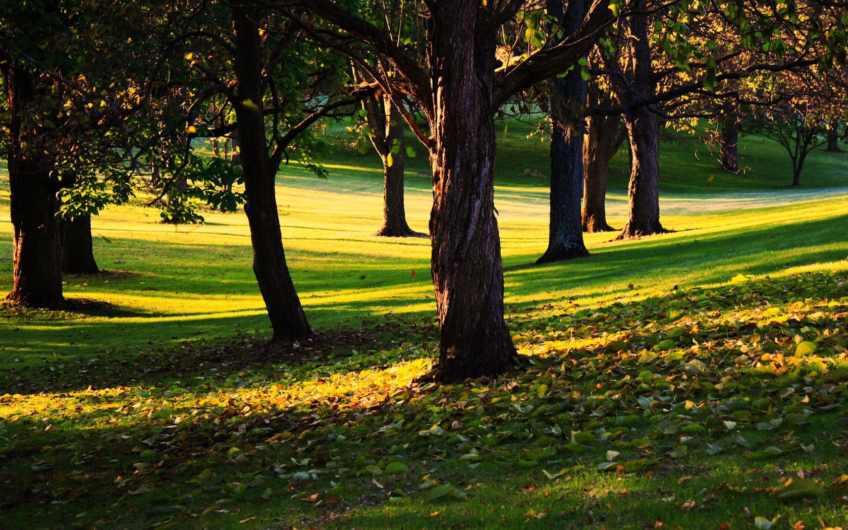 Обои трава, деревья, листья, парк, осень, солнечный день, grass, trees, leaves, park, autumn, sunny day разрешение 1920x1200 Загрузить