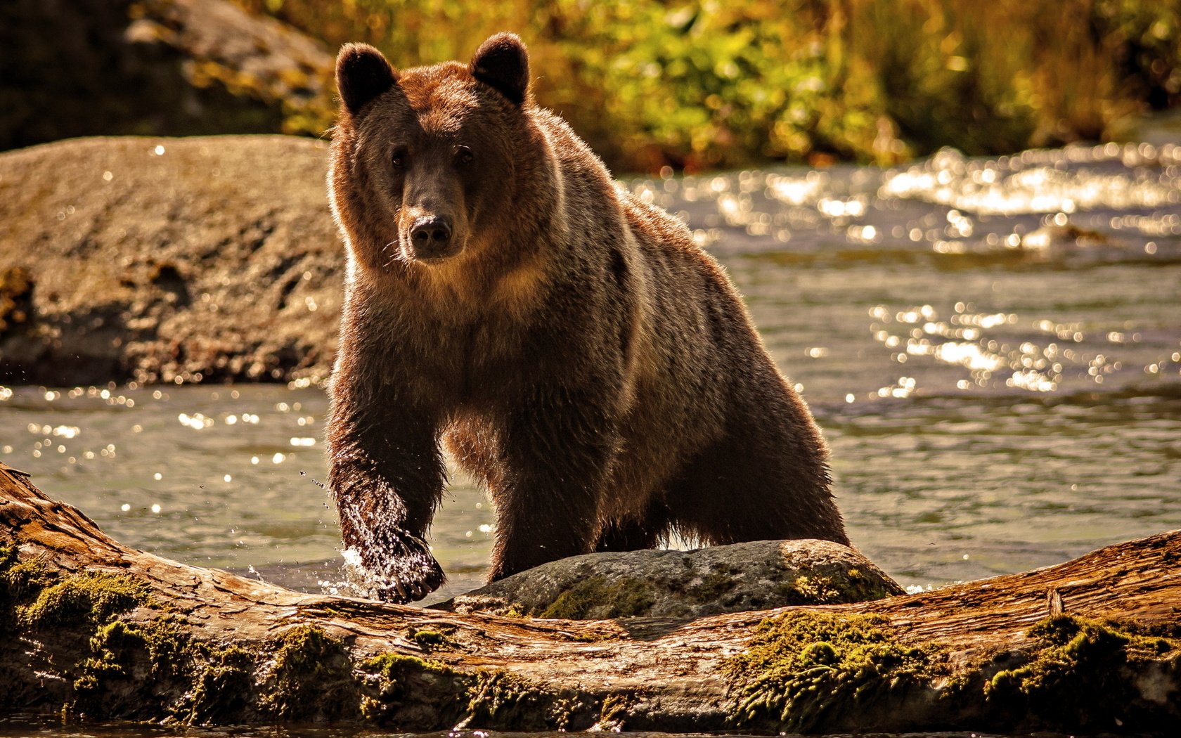 Обои вода, река, природа, медведь, water, river, nature, bear разрешение 2560x1600 Загрузить