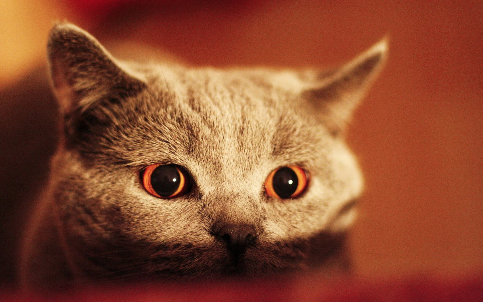 Обои глаза, кот, кошка, взгляд, серый, eyes, cat, look, grey разрешение 2560x1600 Загрузить