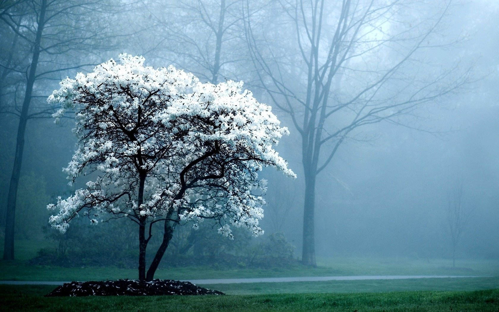 Обои дерево, цветение, лес, парк, туман, весна, tree, flowering, forest, park, fog, spring разрешение 2560x1440 Загрузить