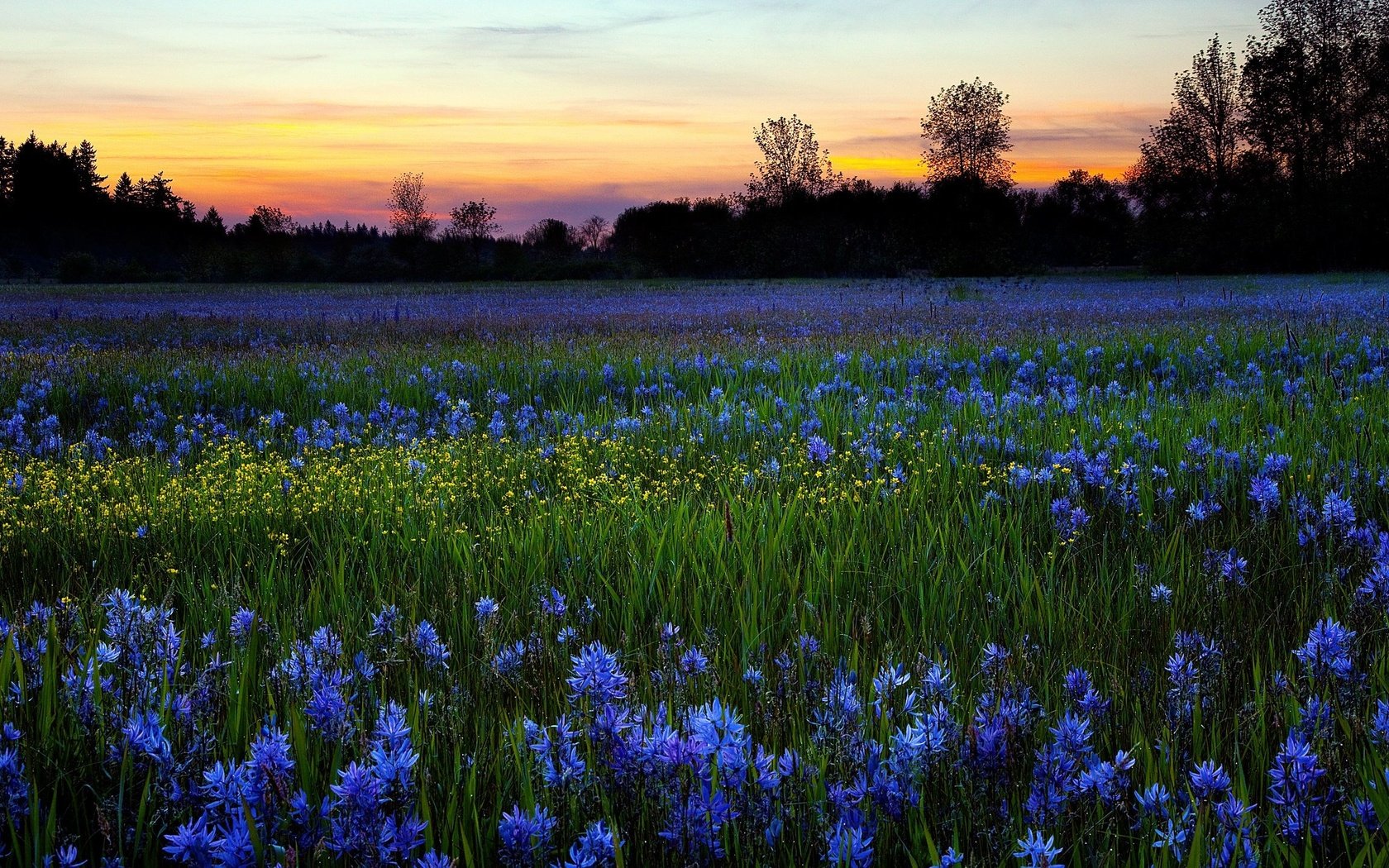 Обои цветы, природа, закат, утро, поле, роса, flowers, nature, sunset, morning, field, rosa разрешение 2560x1440 Загрузить