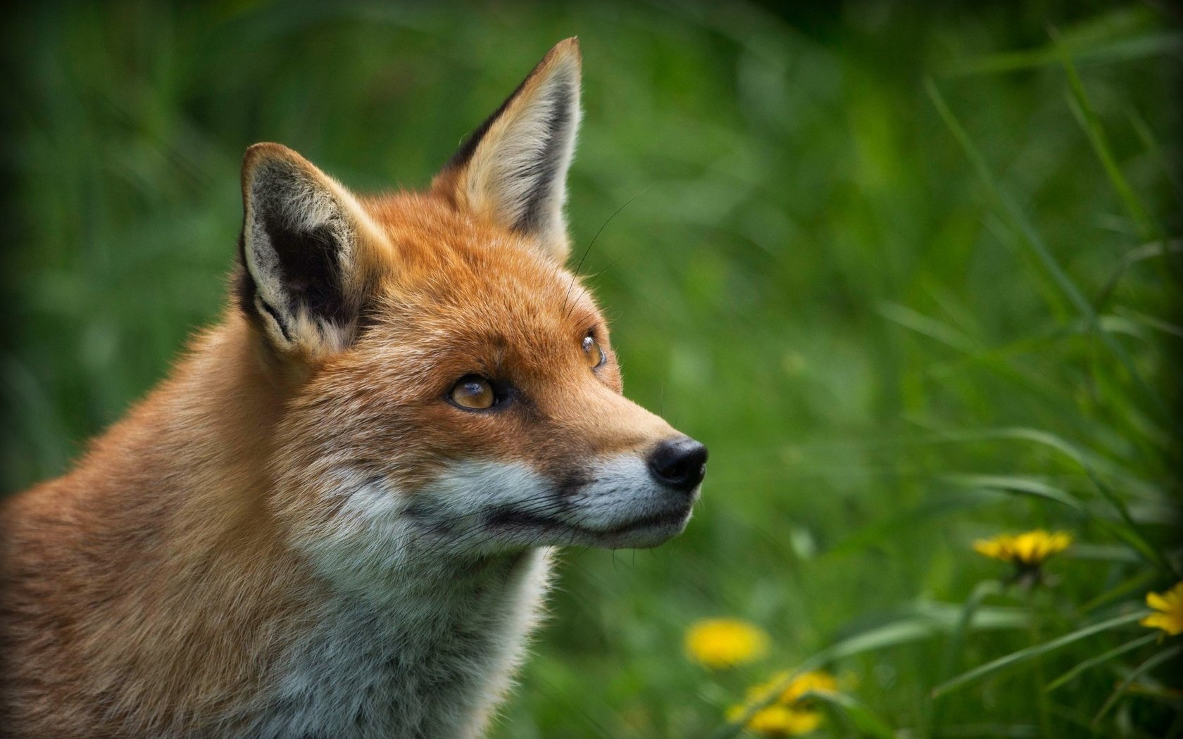 Обои глаза, цветы, трава, природа, рыжая, лиса, лисица, eyes, flowers, grass, nature, red, fox разрешение 2048x1333 Загрузить