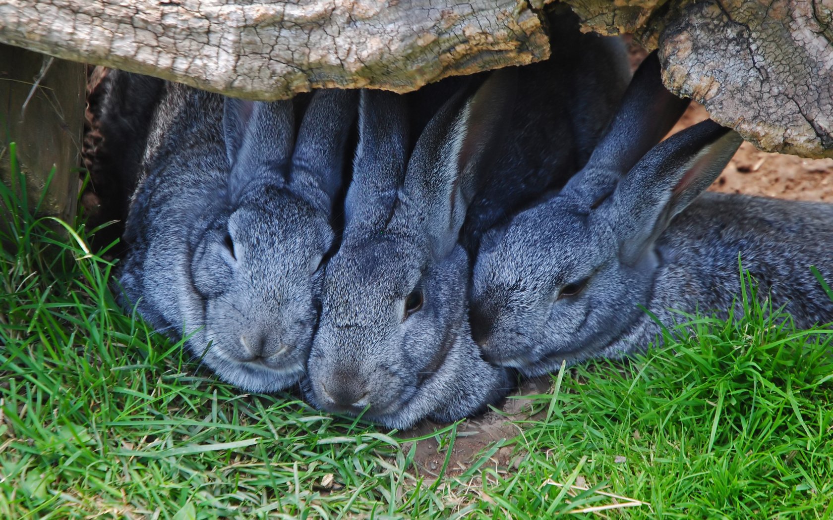 Обои трава, природа, животные, уши, кролики, grass, nature, animals, ears, rabbits разрешение 2250x1507 Загрузить