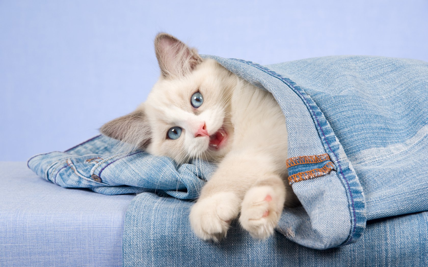 Обои кошка, взгляд, котенок, джинсы, голубые глаза, cat, look, kitty, jeans, blue eyes разрешение 2880x1800 Загрузить