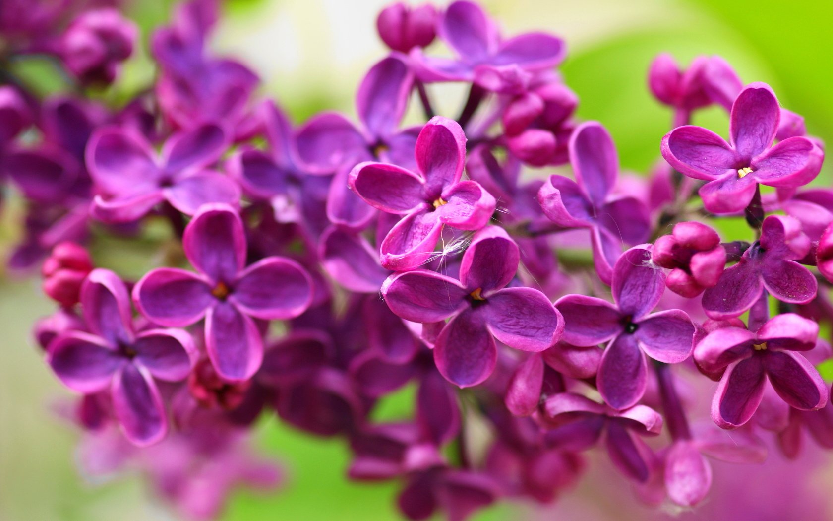 Обои цветы, природа, макро, лепестки, весна, сирень, flowers, nature, macro, petals, spring, lilac разрешение 2560x1600 Загрузить