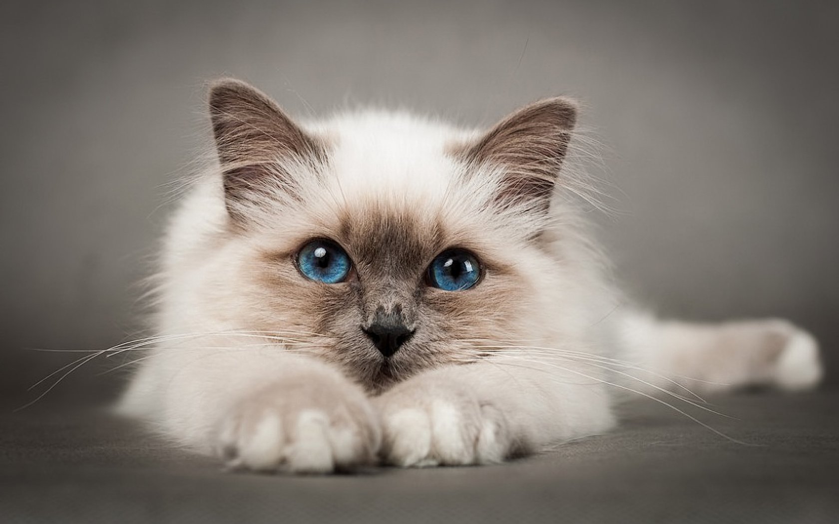 Обои кошка, голубые глаза, киска, пушистая, сиамская, cat, blue eyes, pussy, fluffy, siamese разрешение 1920x1274 Загрузить