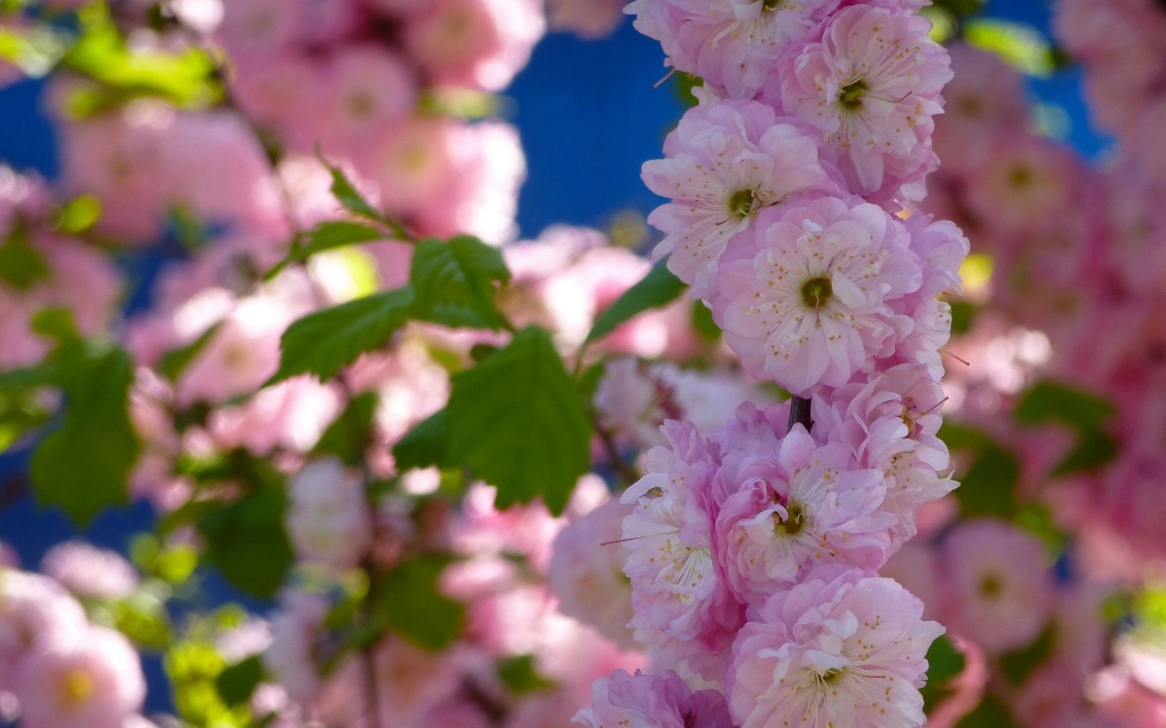 Обои цветы, макро, лепестки, весна, сакура, цветние, flowers, macro, petals, spring, sakura, cvetnie разрешение 1920x1200 Загрузить