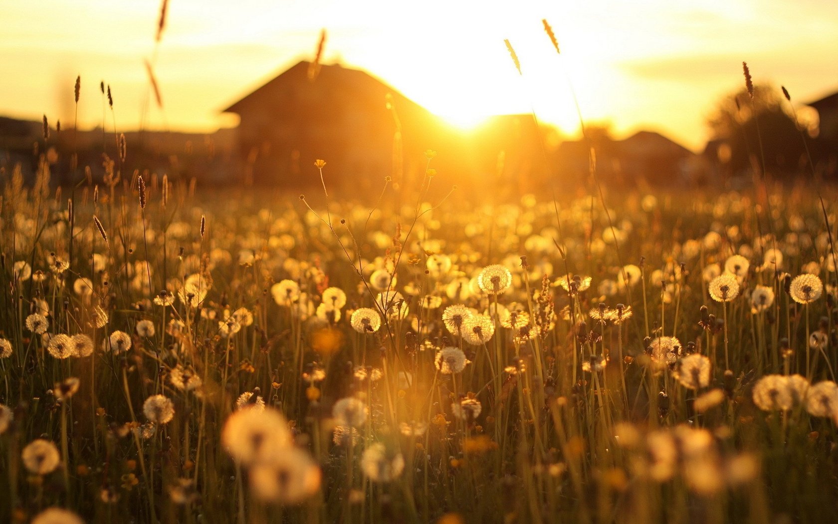 Обои цветы, солнце, лучи, рассвет, дом, домик, одуванчики, flowers, the sun, rays, dawn, house, dandelions разрешение 1920x1200 Загрузить