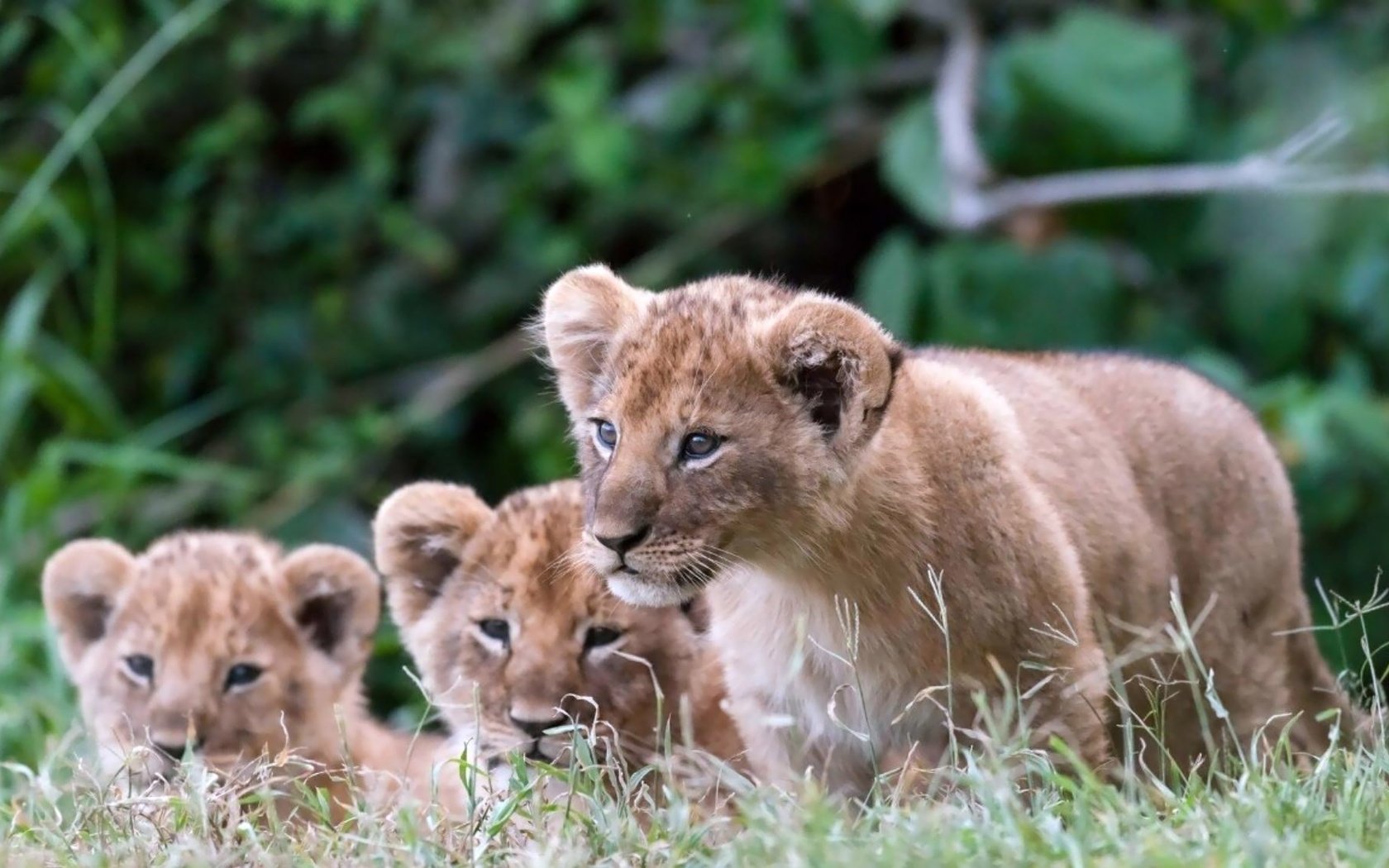 Обои львята, the cubs разрешение 2000x1125 Загрузить