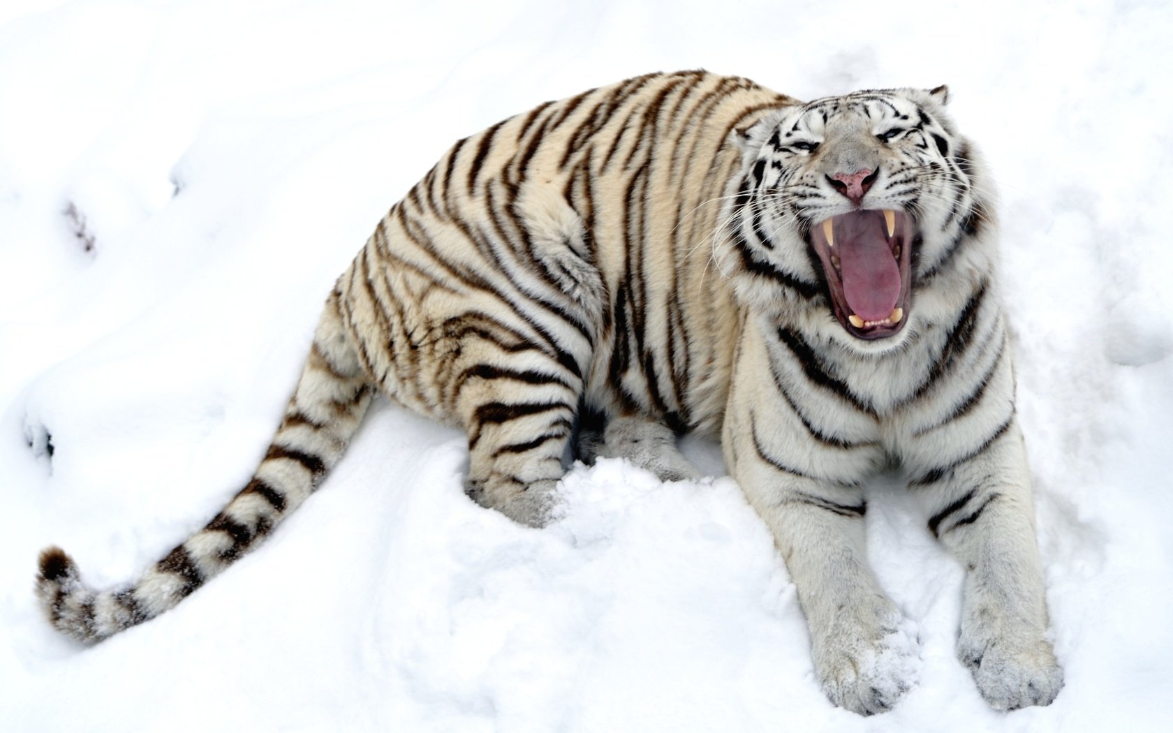 Обои тигр, снег, зима, белый, зубы, пасть, tiger, snow, winter, white, teeth, mouth разрешение 2600x1730 Загрузить