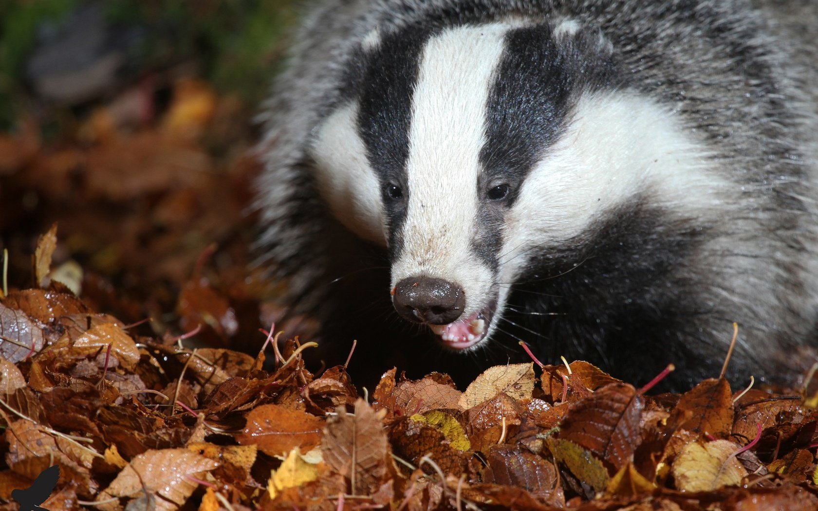 Обои природа, листья, животные, барсук, осенние листья, nature, leaves, animals, badger, autumn leaves разрешение 2048x1365 Загрузить