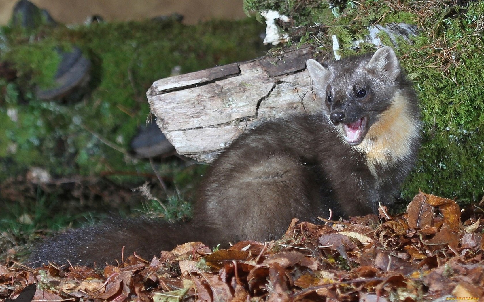 Обои трава, природа, листья, зверек, куница, осенние листья, grass, nature, leaves, animal, marten, autumn leaves разрешение 1920x1200 Загрузить