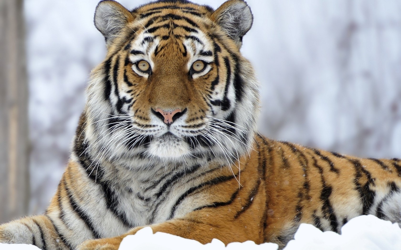 Обои тигр, снег, зима, хищник, большая кошка, tiger, snow, winter, predator, big cat разрешение 2560x1600 Загрузить