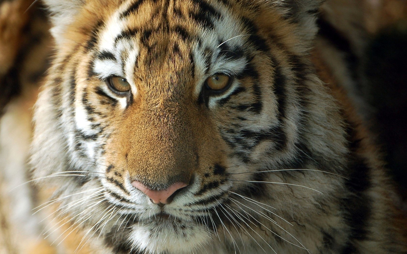 Обои тигр, морда, взгляд, хищник, тигренок, дикая кошка, детеныш, tiger, face, look, predator, wild cat, cub разрешение 2048x1612 Загрузить