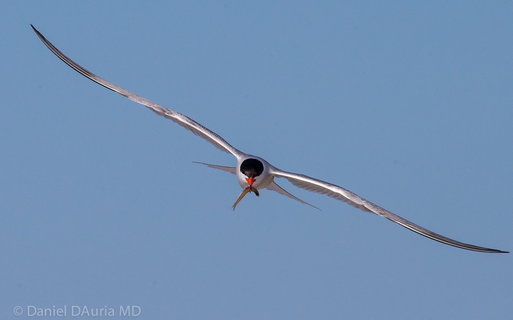 Обои небо, полет, крылья, чайка, птицы, рыбка.клюв, the sky, flight, wings, seagull, birds, fish.beak разрешение 2048x1365 Загрузить