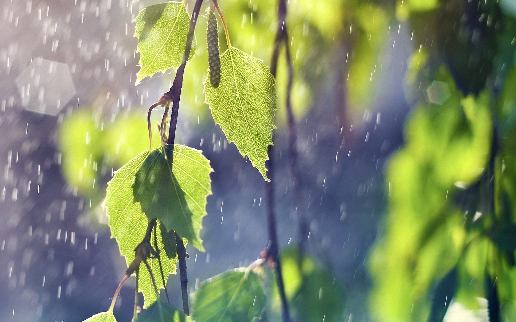 Обои природа, листья, ветки, дождь, береза, зеленый лист, nature, leaves, branches, rain, birch, green leaf разрешение 1920x1200 Загрузить