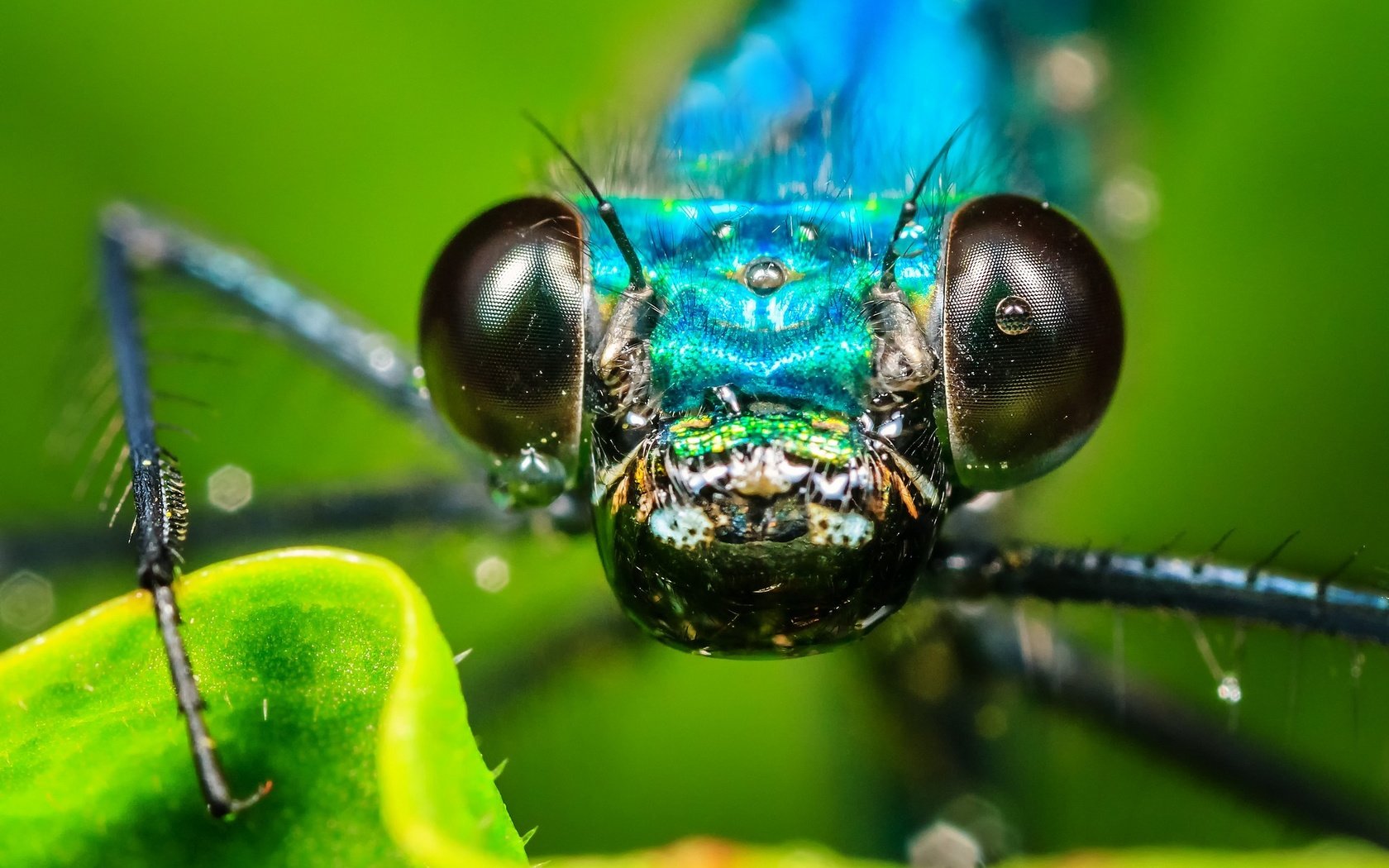 Обои глаза, макро, капли, насекомые, стрекоза, eyes, macro, drops, insects, dragonfly разрешение 2048x1365 Загрузить