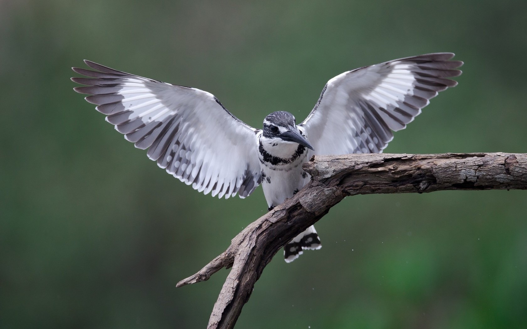 Обои ветка, крылья, птицы, зимородок, branch, wings, birds, kingfisher разрешение 2048x1362 Загрузить