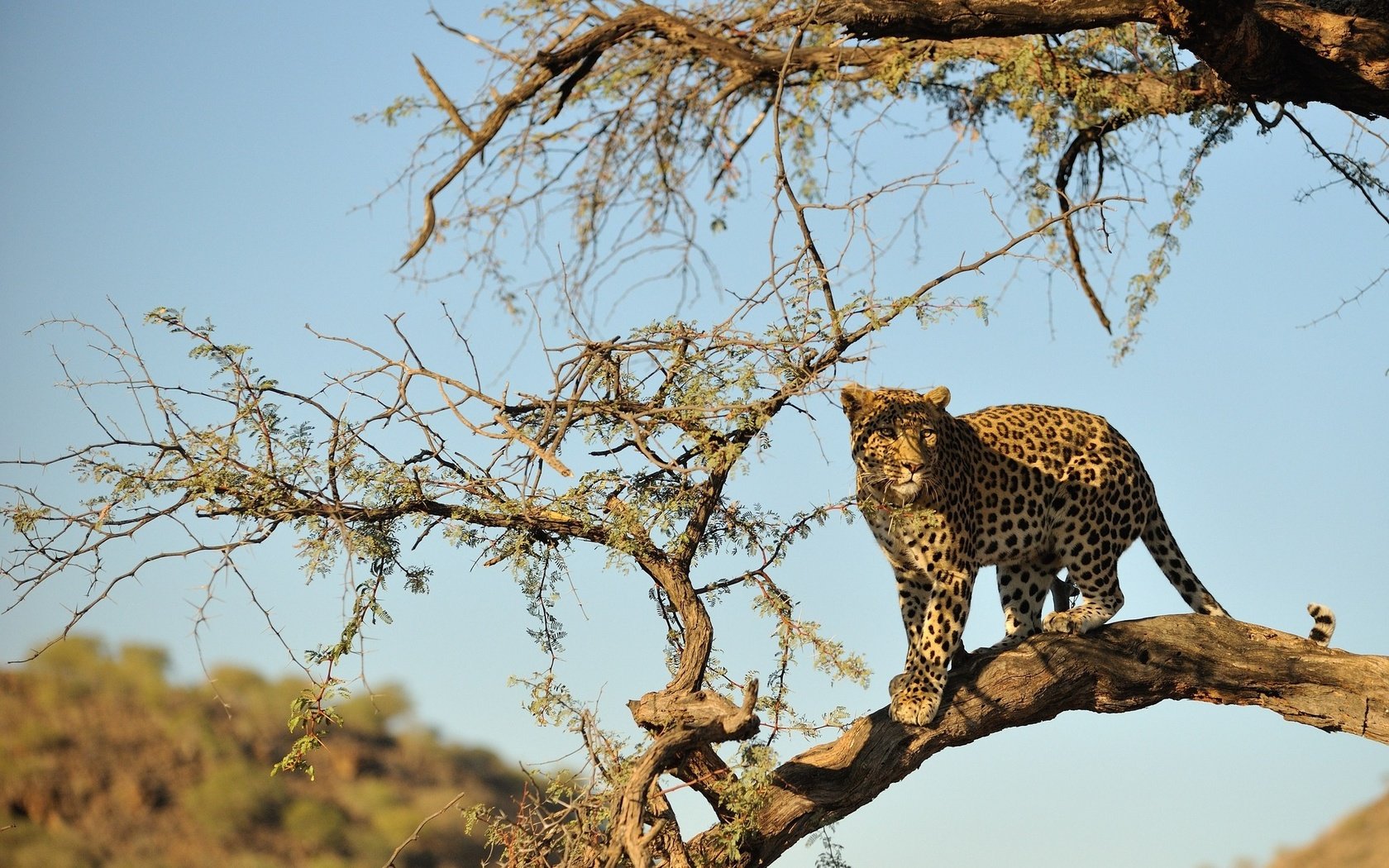 Обои дерево, пустыня, леопард, хищник, большая кошка, дикая природа, tree, desert, leopard, predator, big cat, wildlife разрешение 2048x1362 Загрузить