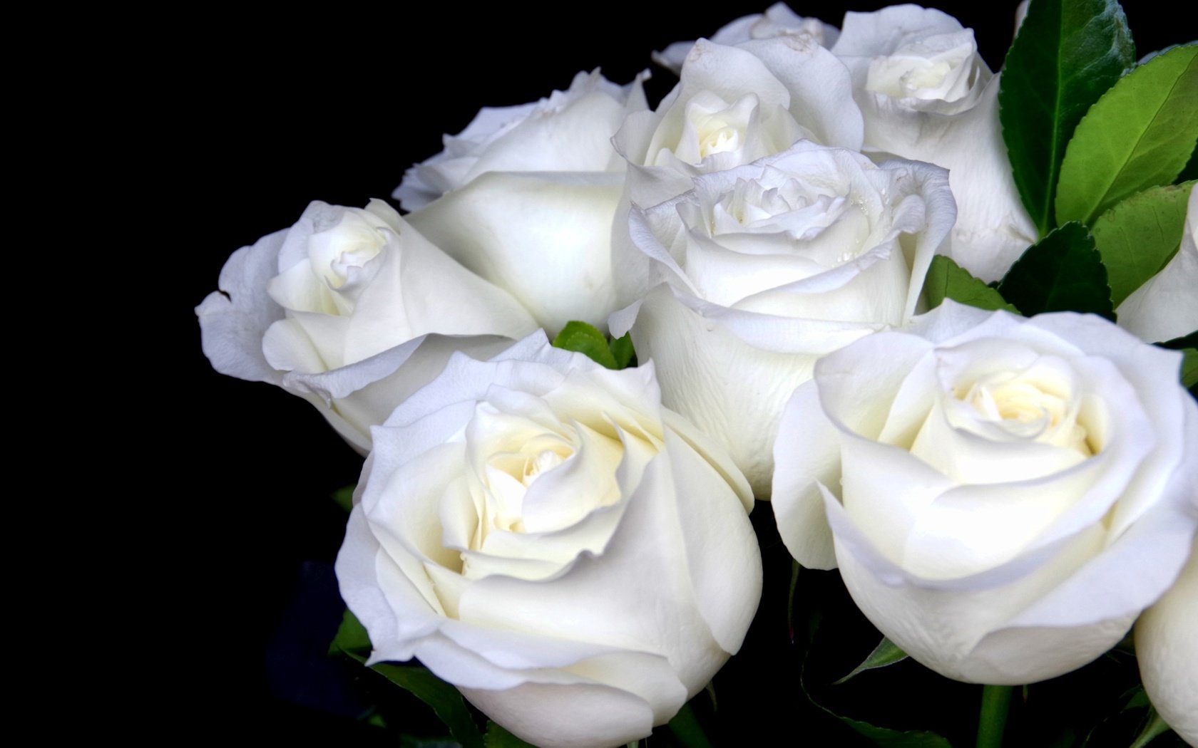 Обои цветы, розы, черный фон, букет, белые, flowers, roses, black background, bouquet, white разрешение 2600x1670 Загрузить